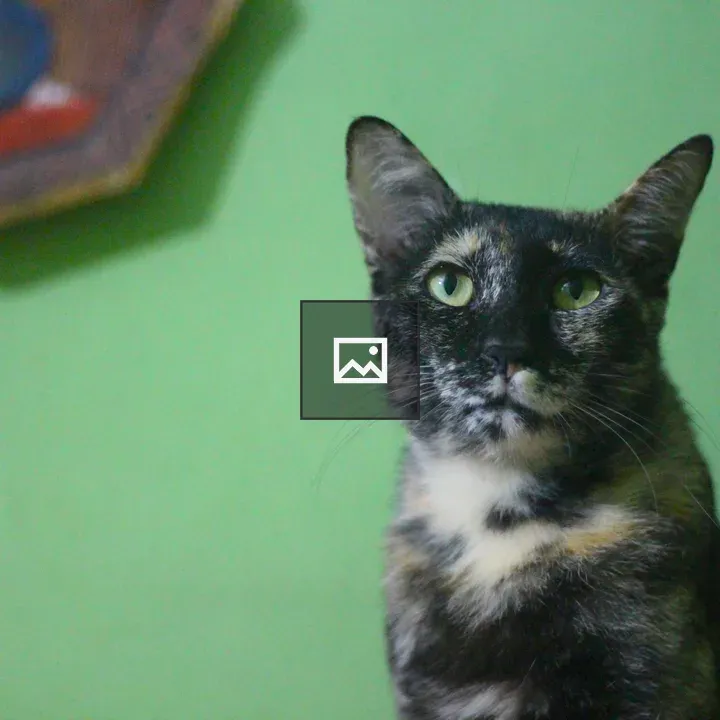 Tortoiseshell cat June