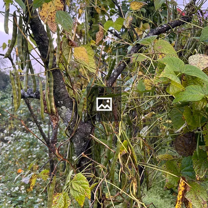 Tree with green leaves and pods