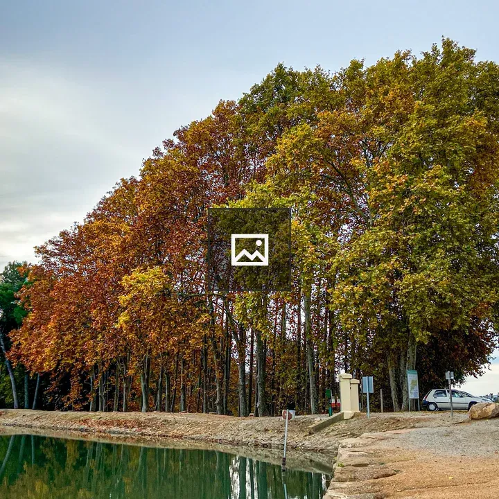 Autumn Trees by Calm River