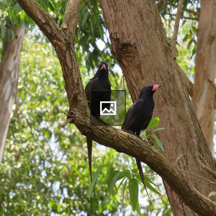Two Black Birds on Branch