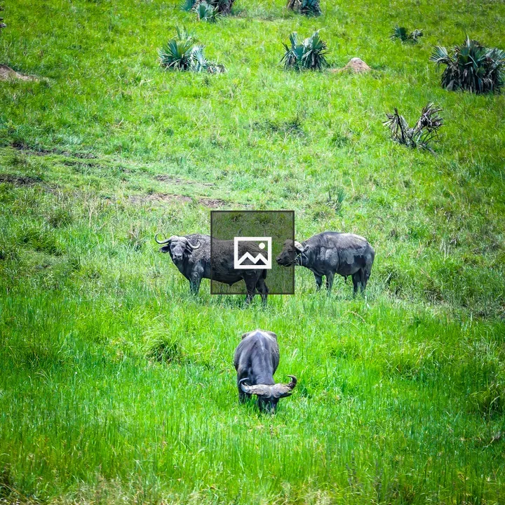 Group of water buffalo grazing