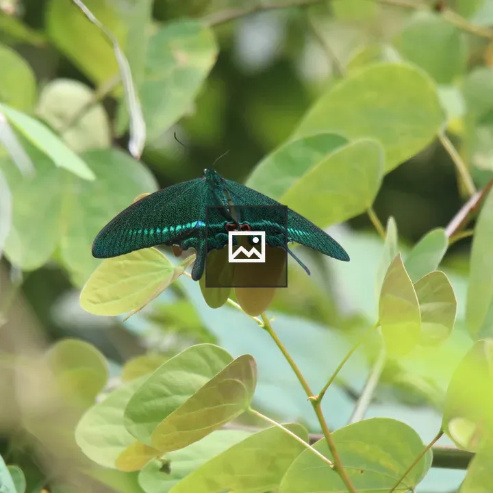 Papilio paris on a leaf