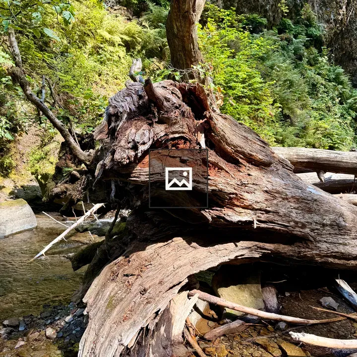 Fallen tree trunk in rocky stream