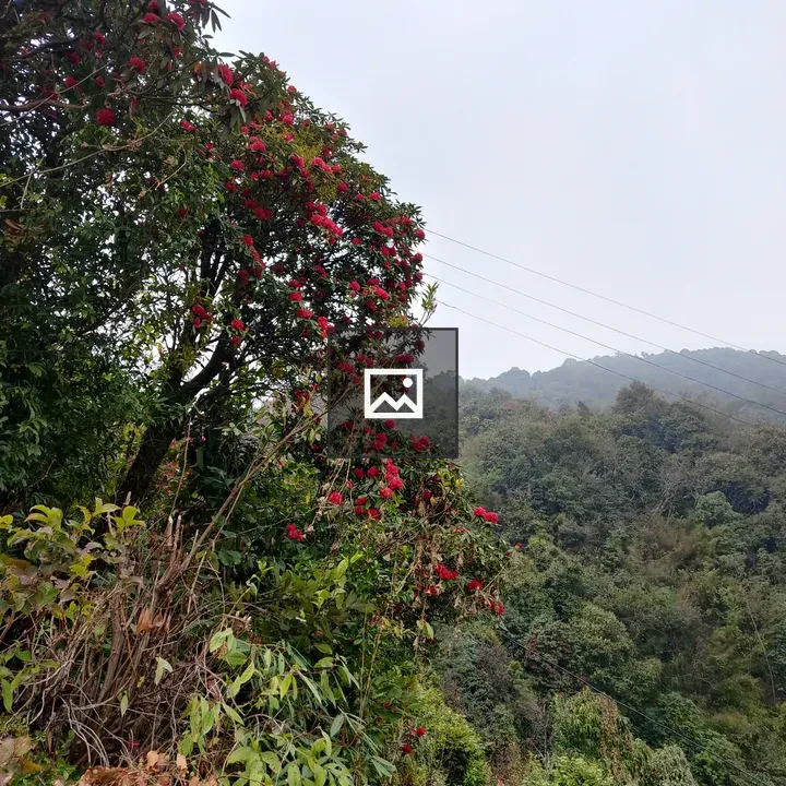 Rhododendron hillside garden