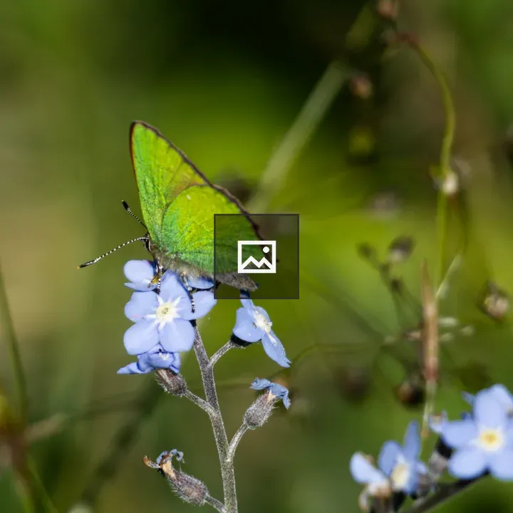 Green butterfly on forget-me-not