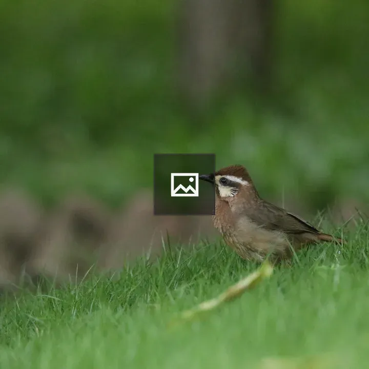 White-browed Laughingthrush