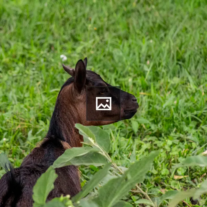 Goat among Grass and Foliage