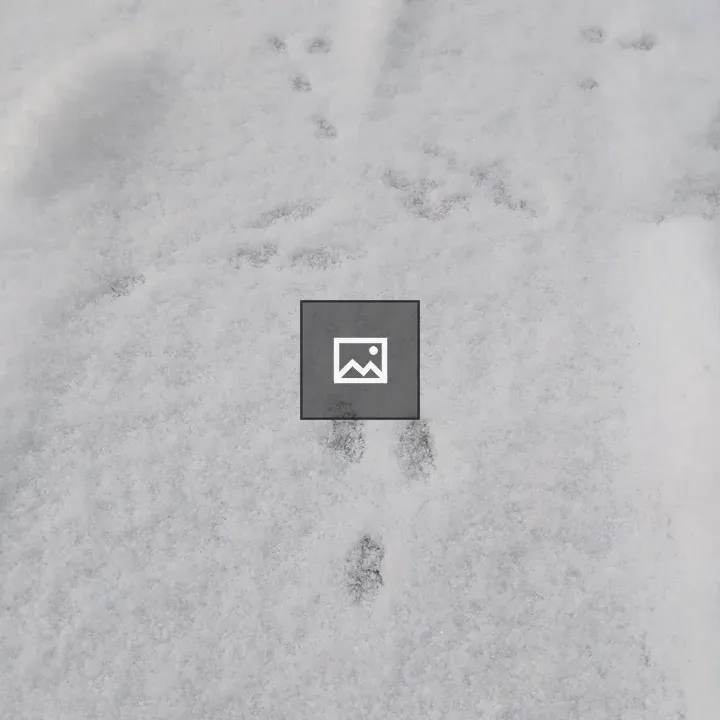 Rabbit Tracks in Snow