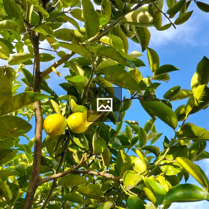 Two citrus fruits among leaves