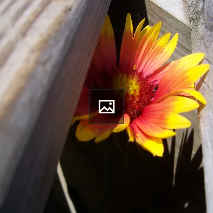 Flower peeking through a deck