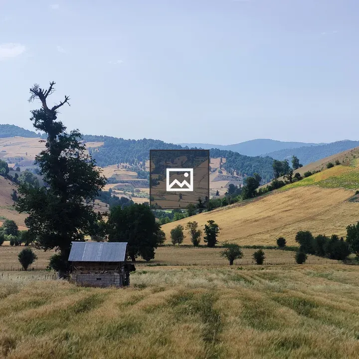 Golden wheat fields and hills