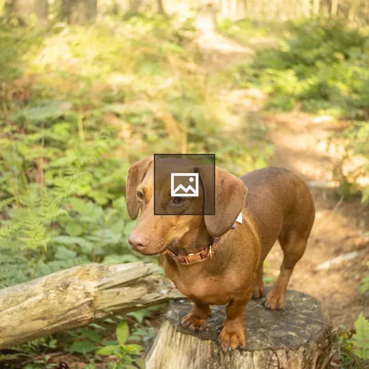 Dachshund on Forest Stump