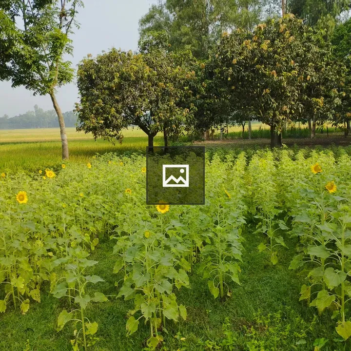 Sunflower and Mango Tree