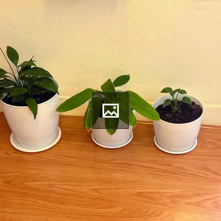 Three houseplants in white pots