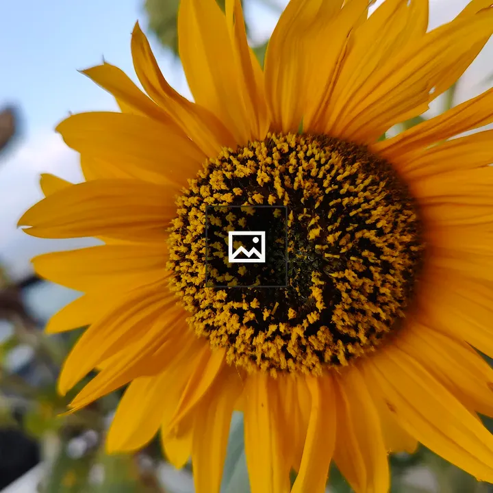 Sunflower in Naldehra