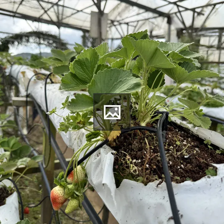 Hydroponic Strawberry Greenhouse