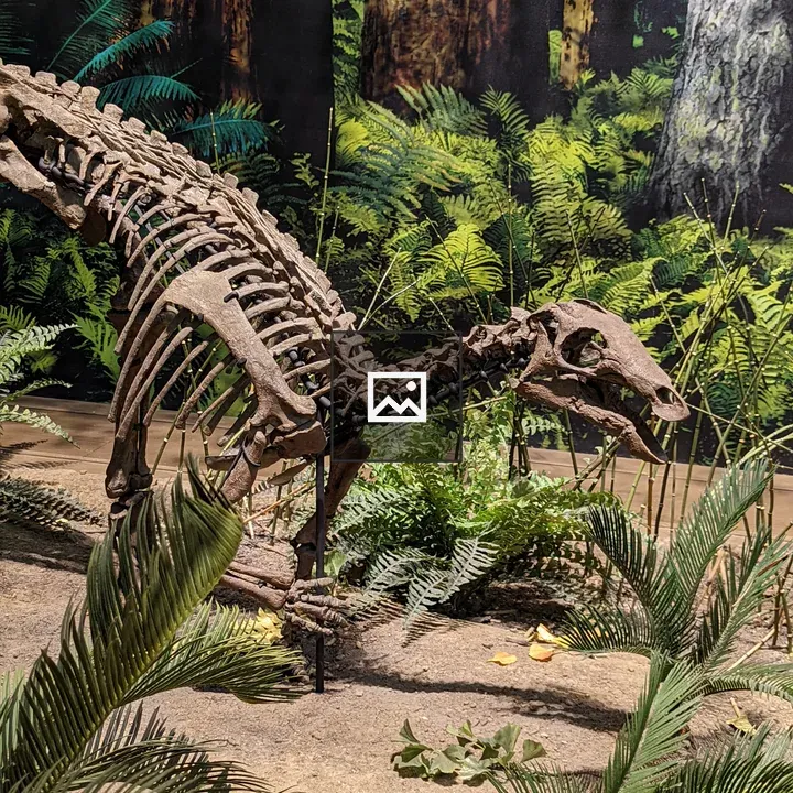 Dinosaur Skeleton on Display