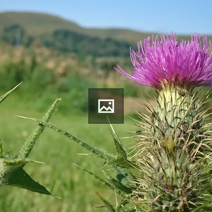 Thistle in Nature