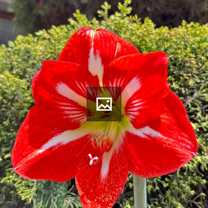Amaryllis close-up flower