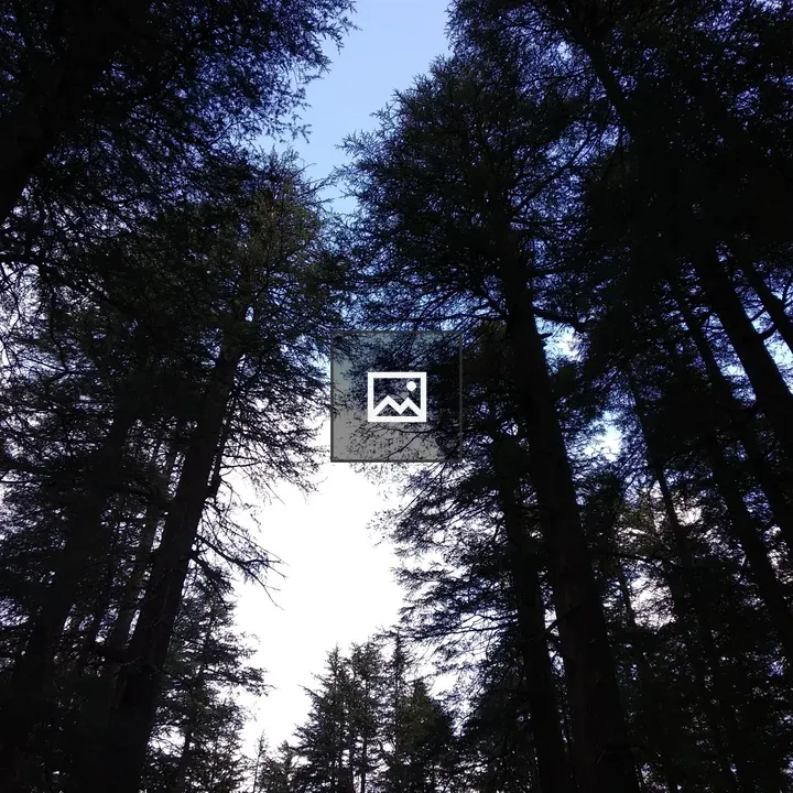 Tall trees silhouetted forest