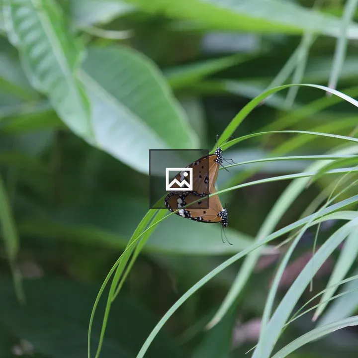 Two brown butterflies on a leaf