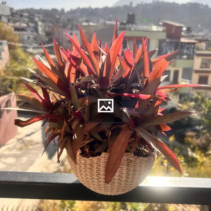 Plant in woven basket on balcony