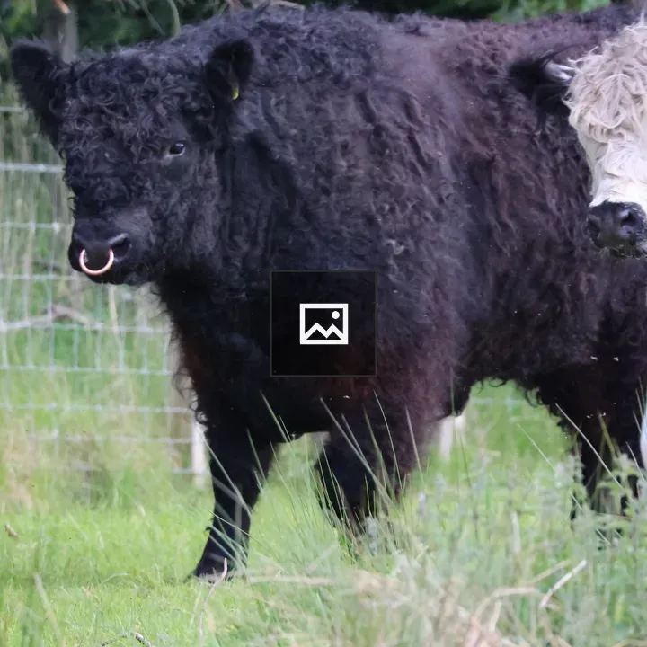 White Galloway cow beside black Galloway bull