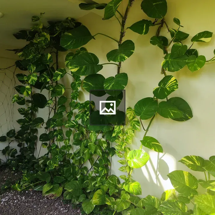 Green climbing plants on wall
