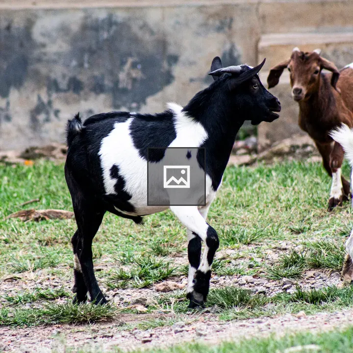 Goats in a grassy area