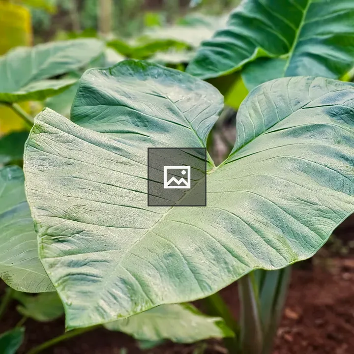Green heart-shaped taro leaf