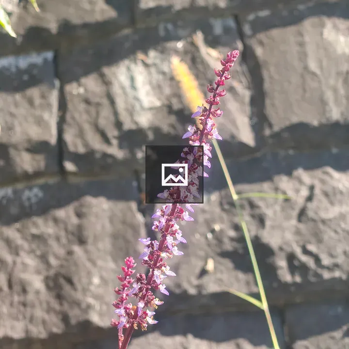 Purple Flowering Plant Close-up