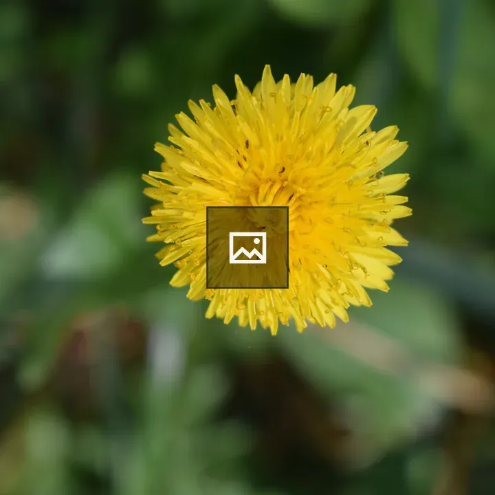 Dandelion Flower Close-Up