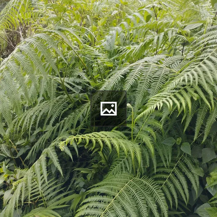 Fern cluster in green foliage