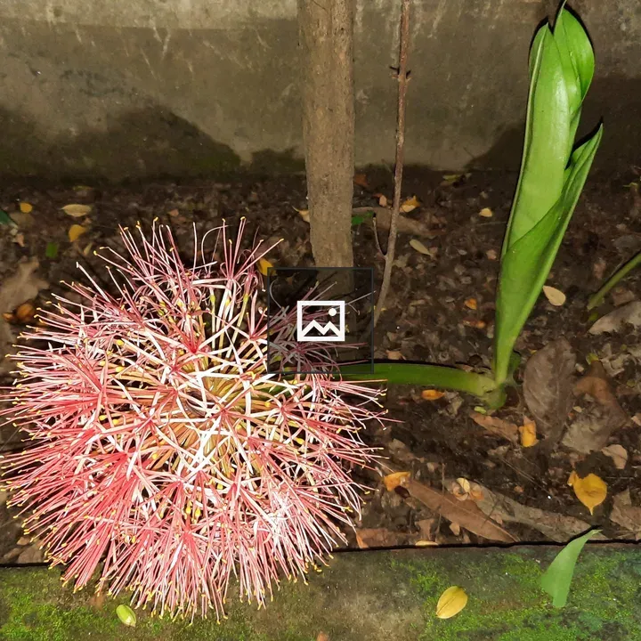 Powderpuff lily in neighbourhood