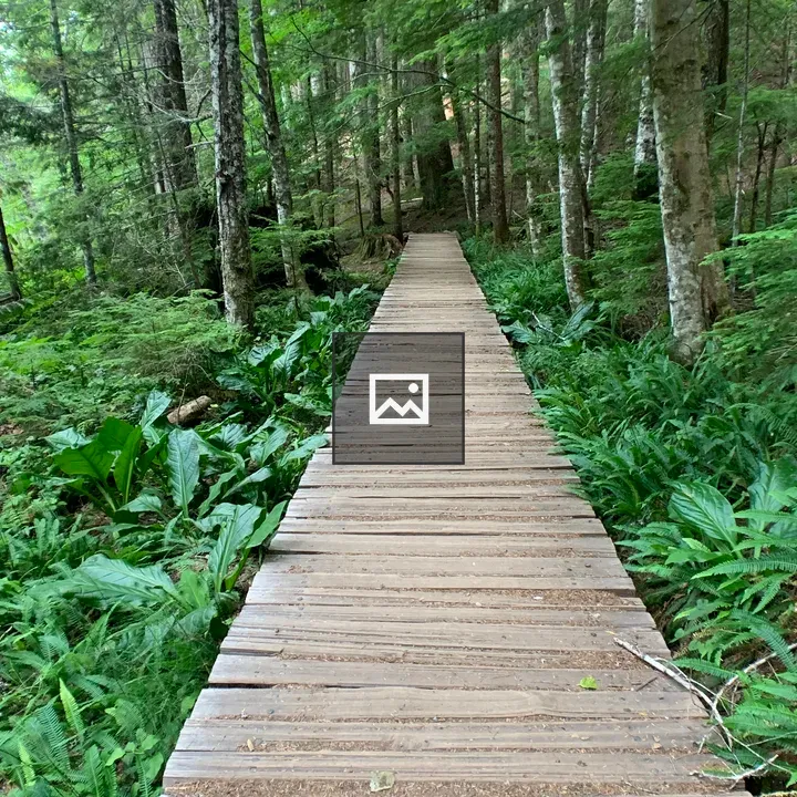 Wooden Path In Forest