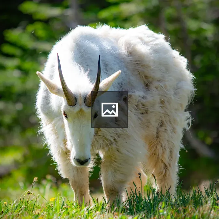 Mountain goat closeup
