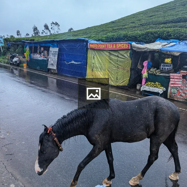 Wet Black Horse by Market Tents
