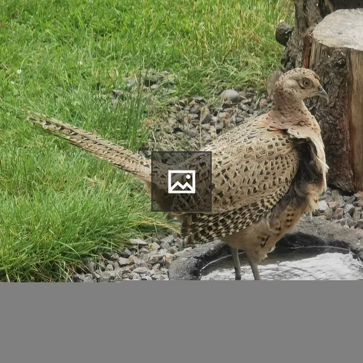 Female Pheasant in Waterlogged Log