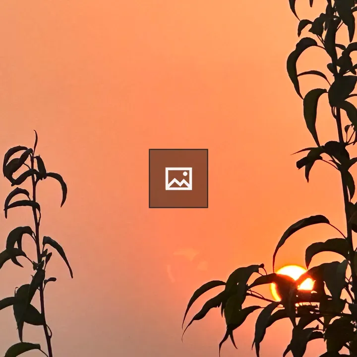 Sunset over branches