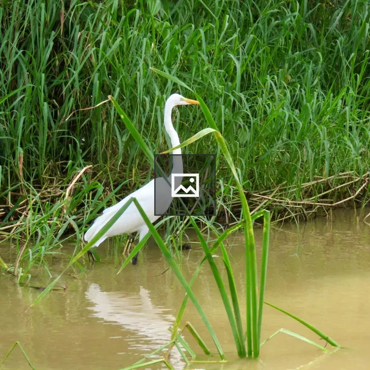 Heron in Water Among Vegetation