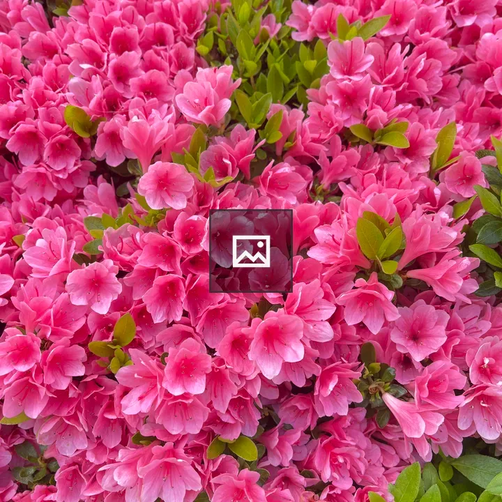 Patch of pink azalea flowers