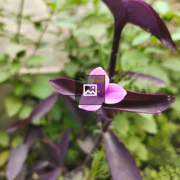 Purple Flower in Nature