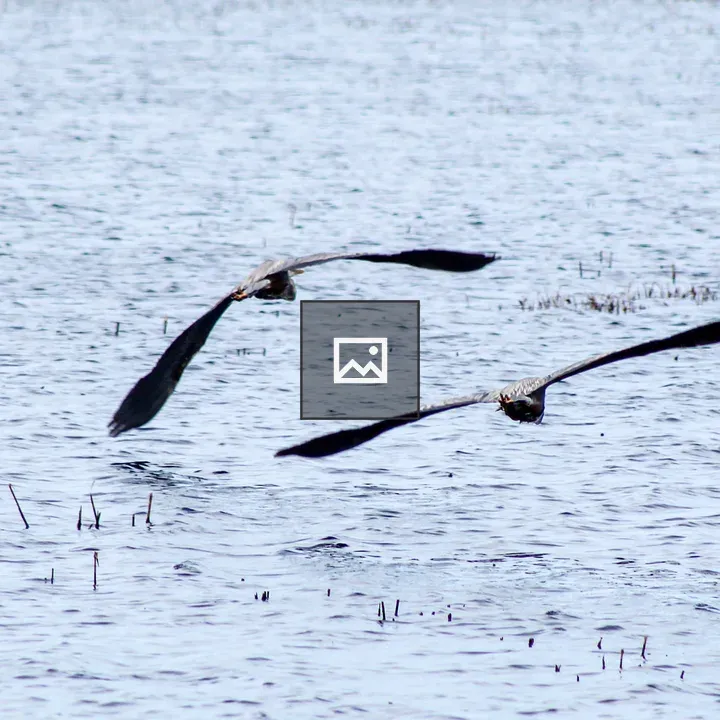 Great Blue Heron in Landscape
