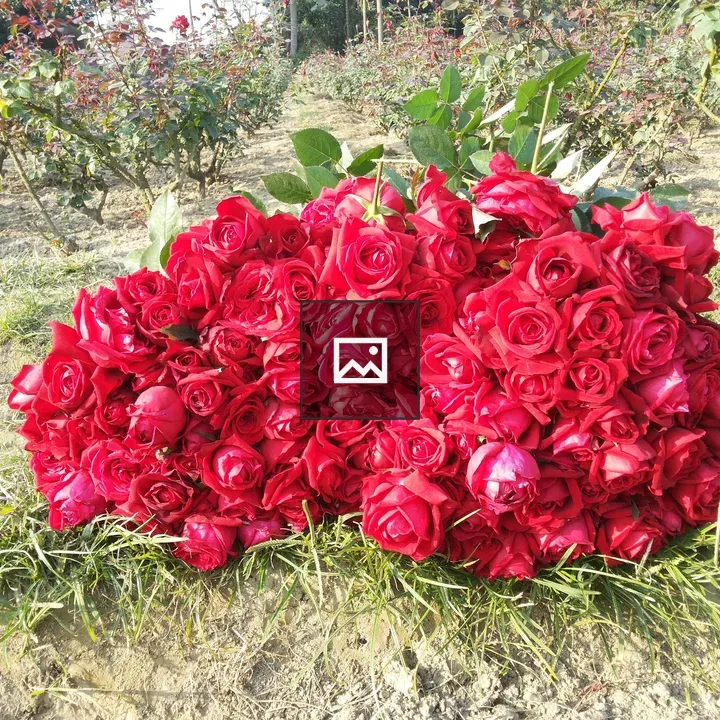 Fresh red roses on ground