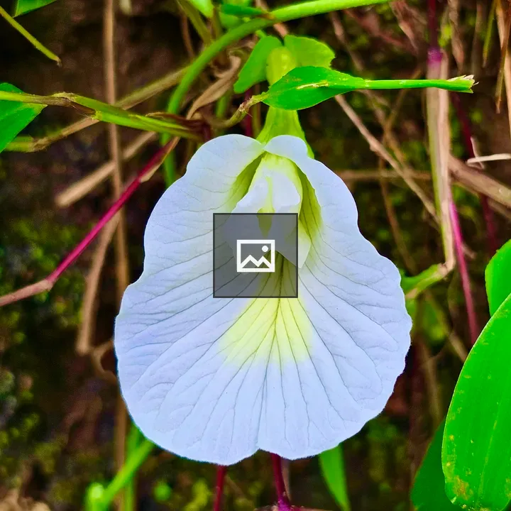 White Clitoria flower close-up