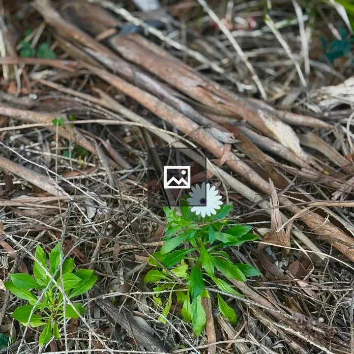 White Flower with Dark Center