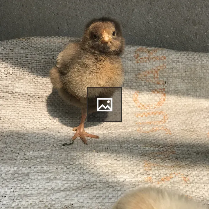 Chick Standing on One Leg