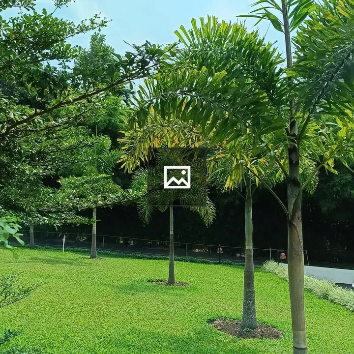 Green Field with Foxtail Palms