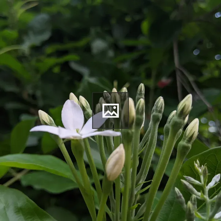 White Rangoon Flower Close-Up