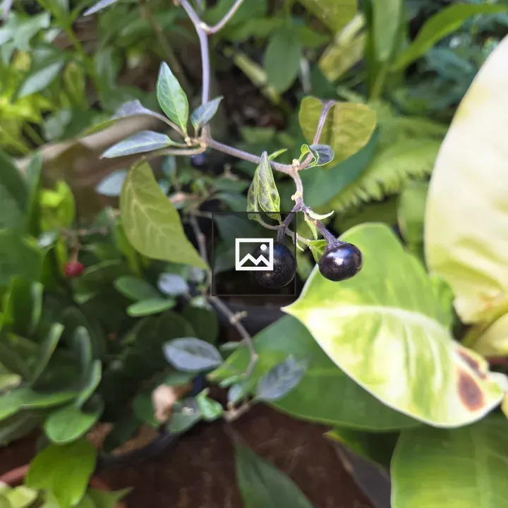 Two black nightshade berries